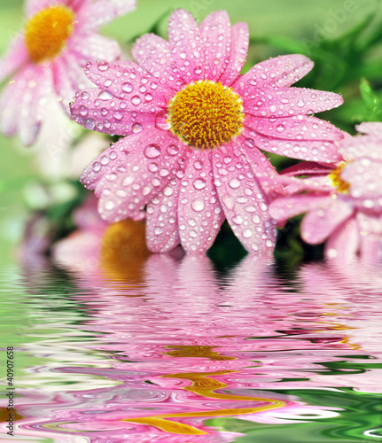 Marguerite reflecting in water