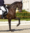 Foto: dressage horse dressage horse