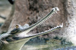 Indian gharial