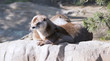 European otter