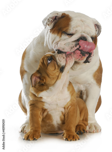 Photo: bulldog father and son bulldog father and son