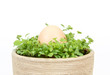 Spring vegetable with egg in ceramic pot