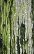 cortex   tree background