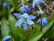 Wood squill (Scilla siberica) flowers