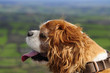 Hound