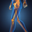 human radiography scan