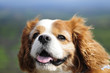 Hound
