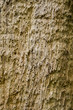 cortex   tree background