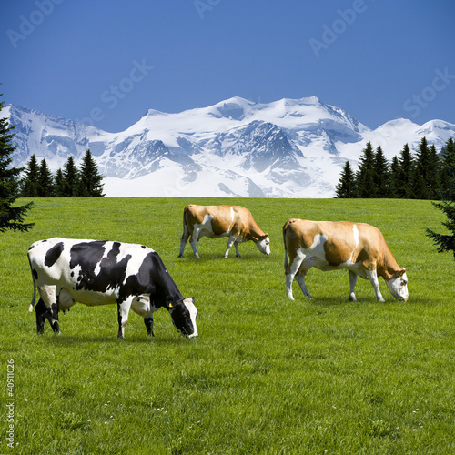 Foto: Kühe auf der Alm Kühe auf der Alm