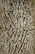 cortex tree background