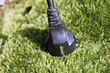 Moss electricity