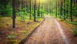 Pine forest