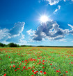 Beautiful meadow