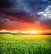 Green meadow in mountain.