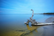Snag in water