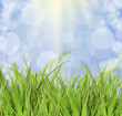 Meadow
