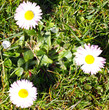 Gänseblümchen Dreigestirn