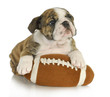cute puppy with stuffed toy