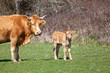 Photo: Ternero Ternero