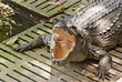 crocodile