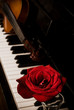 piano keyboard and rose