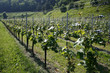 Weinanbau