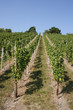 weinanbau