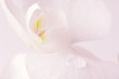Foto: Orchid close-up Orchid close-up