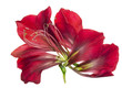 Anatomy of the red plant