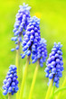 Blue Spring hiacynth close up Blue Spring hiacynth close up