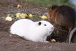 nutria
