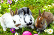 Fleißige Osterhäschen