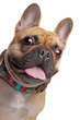 Beige French Bulldog
