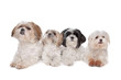 Four small dogs