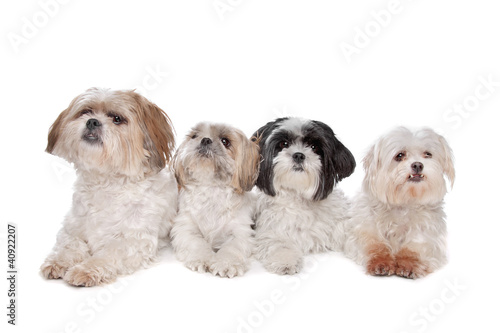 Photo: Four small dogs Four small dogs