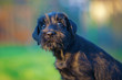 süßer Mittelschnauzer Welpe