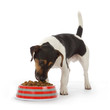 Photo: chien Jack Russel terrier mangeant croquettes chien Jack Russel terrier mangeant croquettes