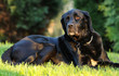 Foto: Wachhund Wachhund