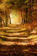 Autumn forest