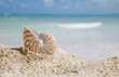 nautilus shell on beach and blue tropical sea nautilus shell on beach and blue tropical sea