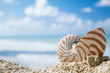 nautilus shell on beach sand and blue tropical sea, shallow dof nautilus shell on beach sand and blue tropical sea, shallow dof