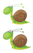 snail funny