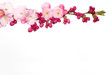 Branch of Japanese Cherry tree flowers isolated on white. Branch of Japanese Cherry tree flowers isolated on white.
