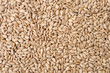 Sunflower Seeds Texture As Background