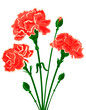 Vektor: Vector bouquet of Carnations Vector bouquet of Carnations