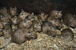 A lot of rats in the straw