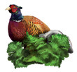 Pheasant on a white background