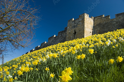 Foto: Daffodils on the city walls in York Daffodils on the city walls in York