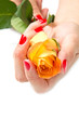 Woman hands with red manicure and rose Woman hands with red manicure and rose