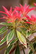 pieris